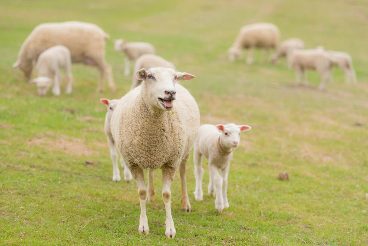 فندق Reves De Moutons باسو روبليس، سان لويس أوبيسبو، كاليفورنيا المظهر الخارجي الصورة