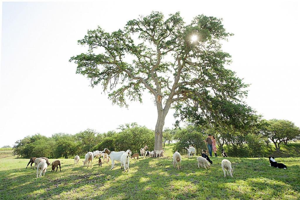 فندق Reves De Moutons باسو روبليس، سان لويس أوبيسبو، كاليفورنيا المظهر الخارجي الصورة