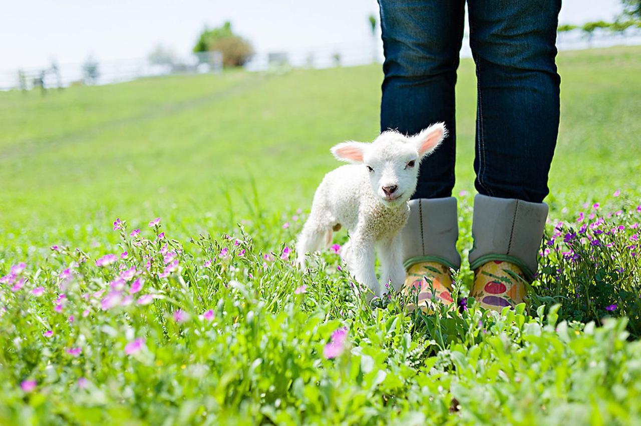 فندق Reves De Moutons باسو روبليس، سان لويس أوبيسبو، كاليفورنيا المظهر الخارجي الصورة