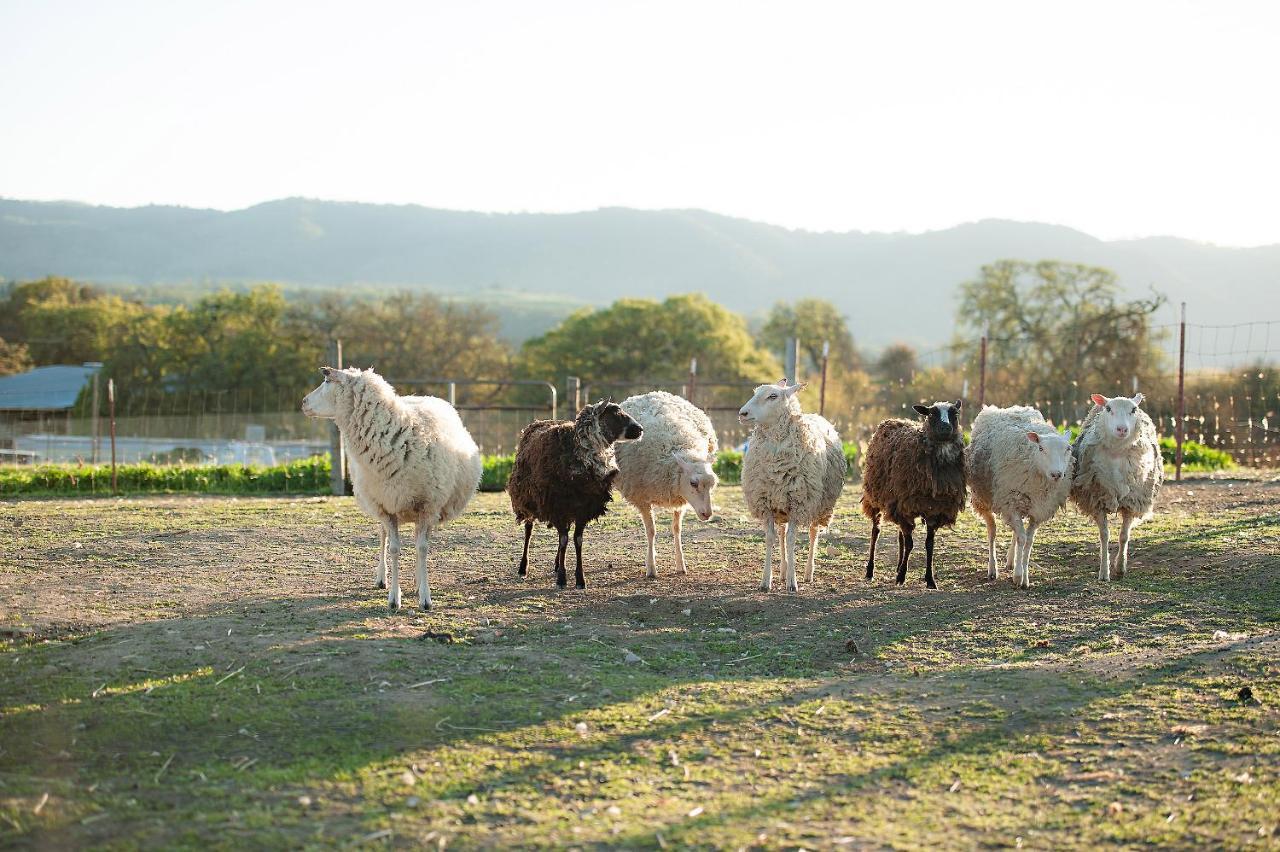 فندق Reves De Moutons باسو روبليس، سان لويس أوبيسبو، كاليفورنيا المظهر الخارجي الصورة