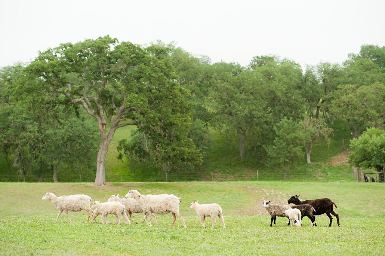 فندق Reves De Moutons باسو روبليس، سان لويس أوبيسبو، كاليفورنيا المظهر الخارجي الصورة