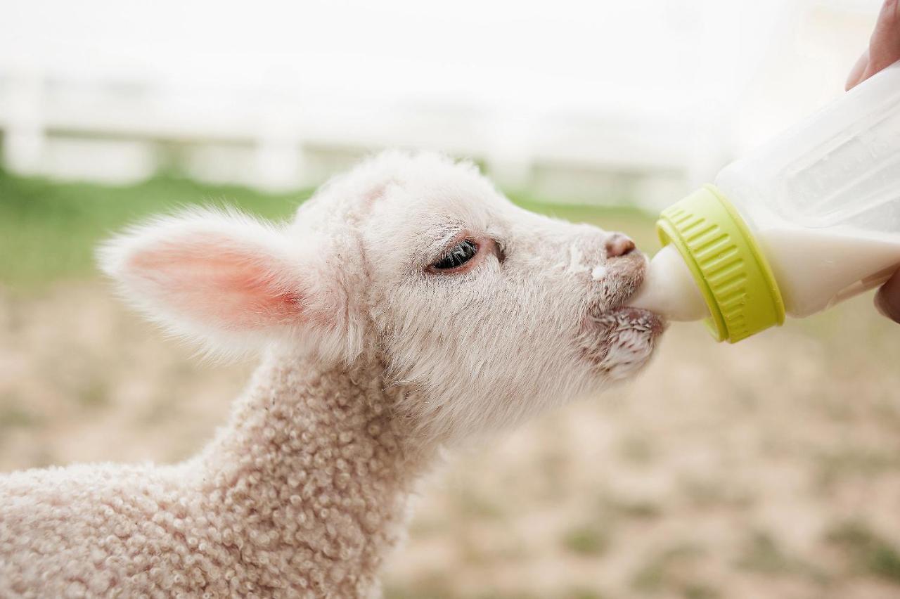 فندق Reves De Moutons باسو روبليس، سان لويس أوبيسبو، كاليفورنيا المظهر الخارجي الصورة