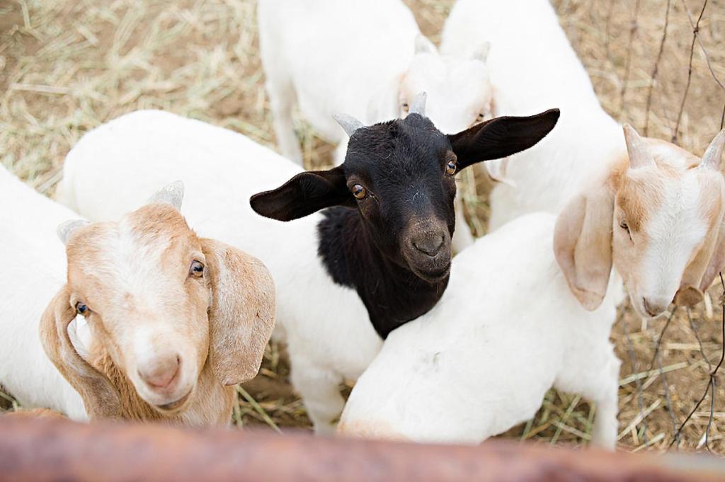فندق Reves De Moutons باسو روبليس، سان لويس أوبيسبو، كاليفورنيا المظهر الخارجي الصورة
