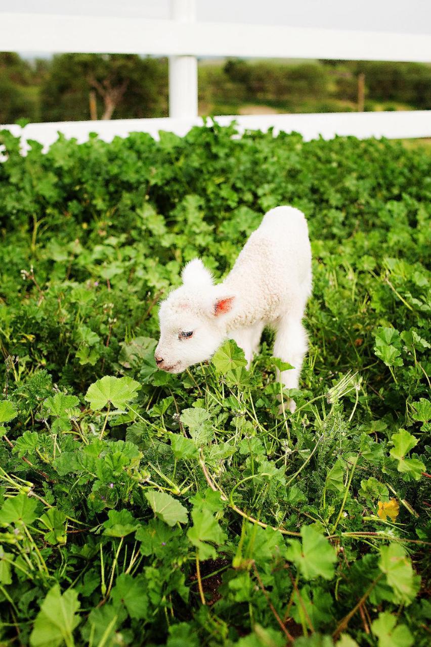 فندق Reves De Moutons باسو روبليس، سان لويس أوبيسبو، كاليفورنيا المظهر الخارجي الصورة