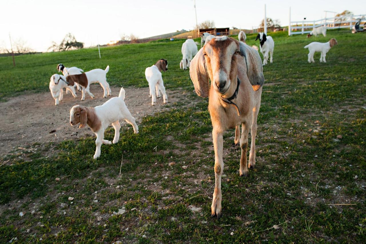 فندق Reves De Moutons باسو روبليس، سان لويس أوبيسبو، كاليفورنيا المظهر الخارجي الصورة