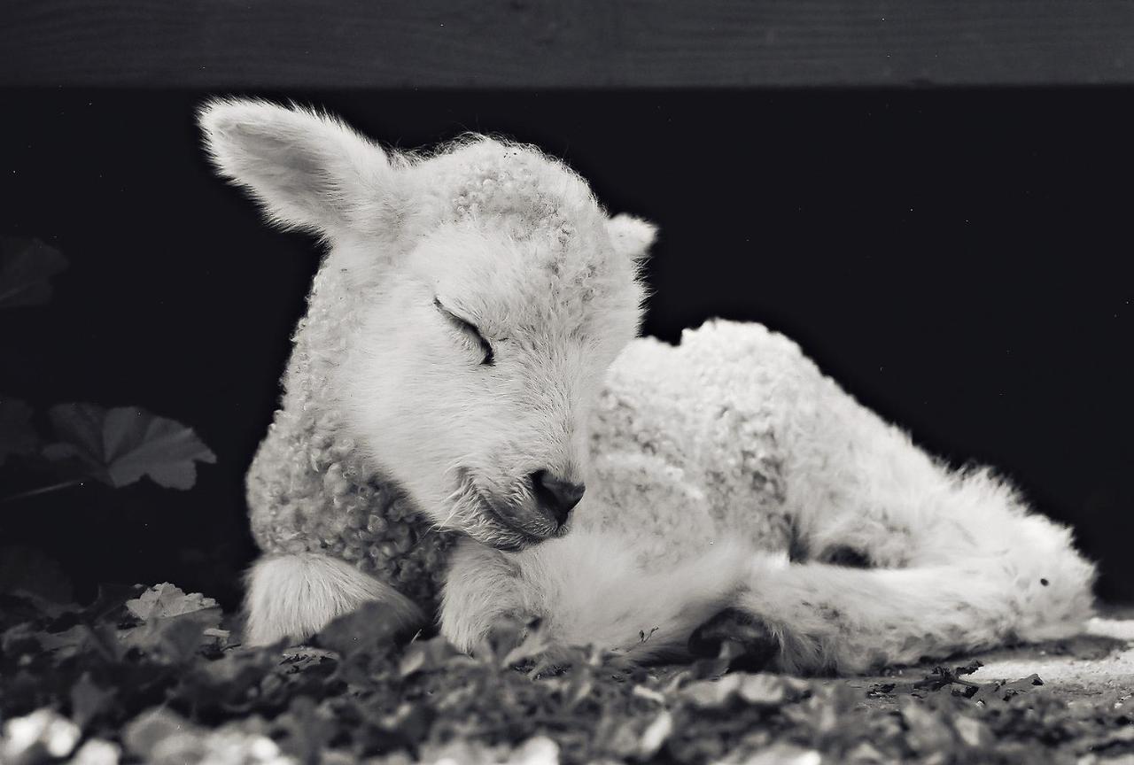 فندق Reves De Moutons باسو روبليس، سان لويس أوبيسبو، كاليفورنيا المظهر الخارجي الصورة