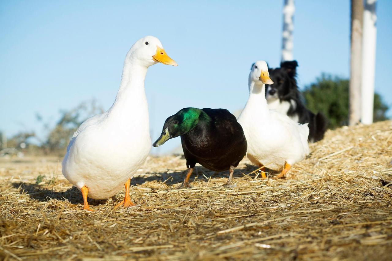 فندق Reves De Moutons باسو روبليس، سان لويس أوبيسبو، كاليفورنيا المظهر الخارجي الصورة