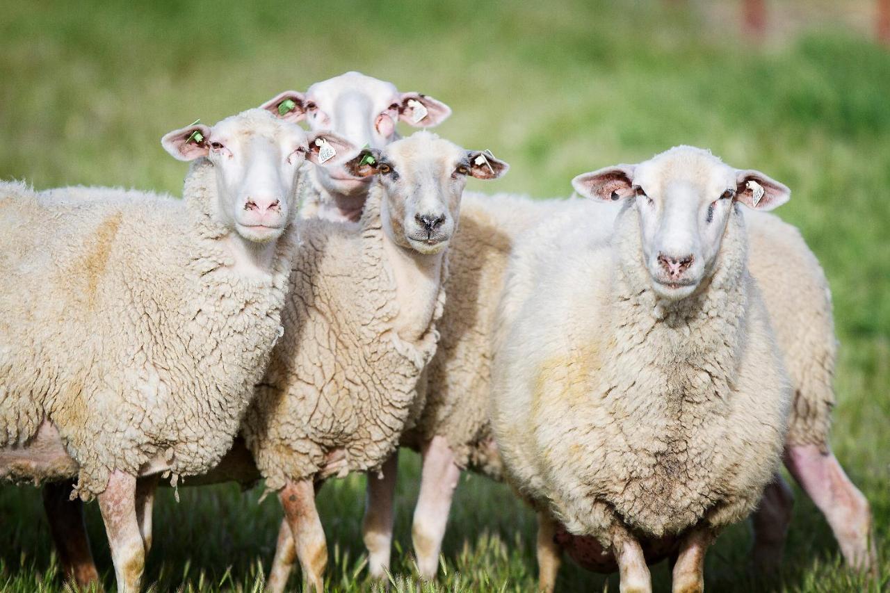 فندق Reves De Moutons باسو روبليس، سان لويس أوبيسبو، كاليفورنيا المظهر الخارجي الصورة