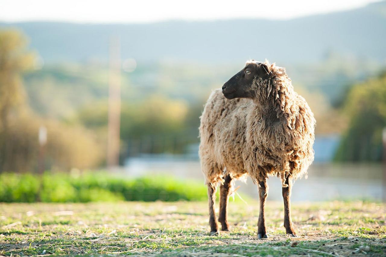 فندق Reves De Moutons باسو روبليس، سان لويس أوبيسبو، كاليفورنيا المظهر الخارجي الصورة