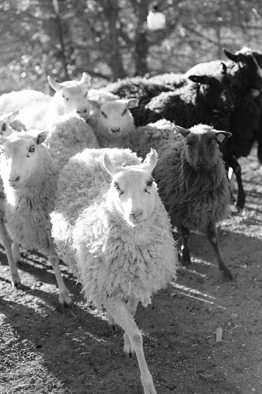 فندق Reves De Moutons باسو روبليس، سان لويس أوبيسبو، كاليفورنيا المظهر الخارجي الصورة