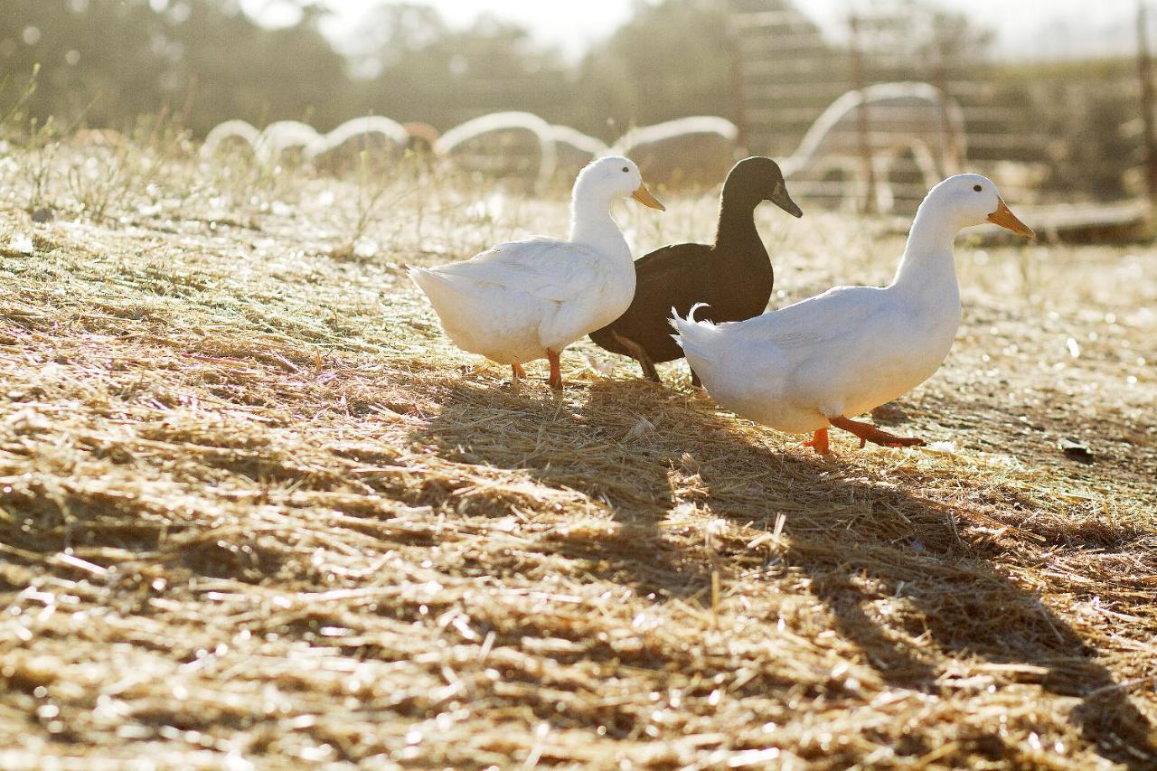 فندق Reves De Moutons باسو روبليس، سان لويس أوبيسبو، كاليفورنيا المظهر الخارجي الصورة