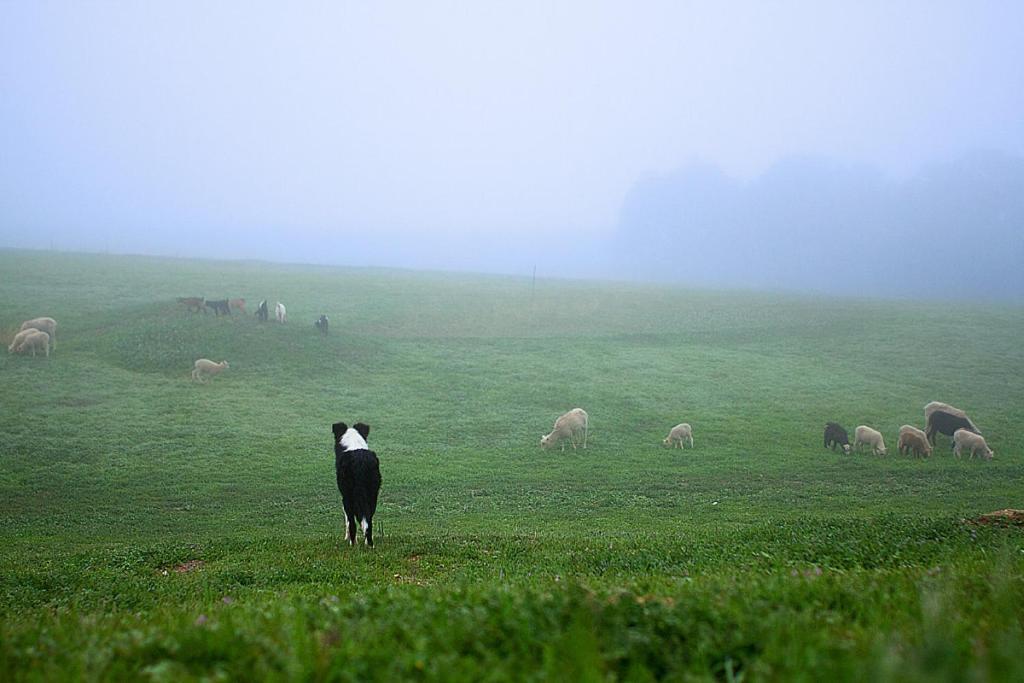 فندق Reves De Moutons باسو روبليس، سان لويس أوبيسبو، كاليفورنيا المظهر الخارجي الصورة