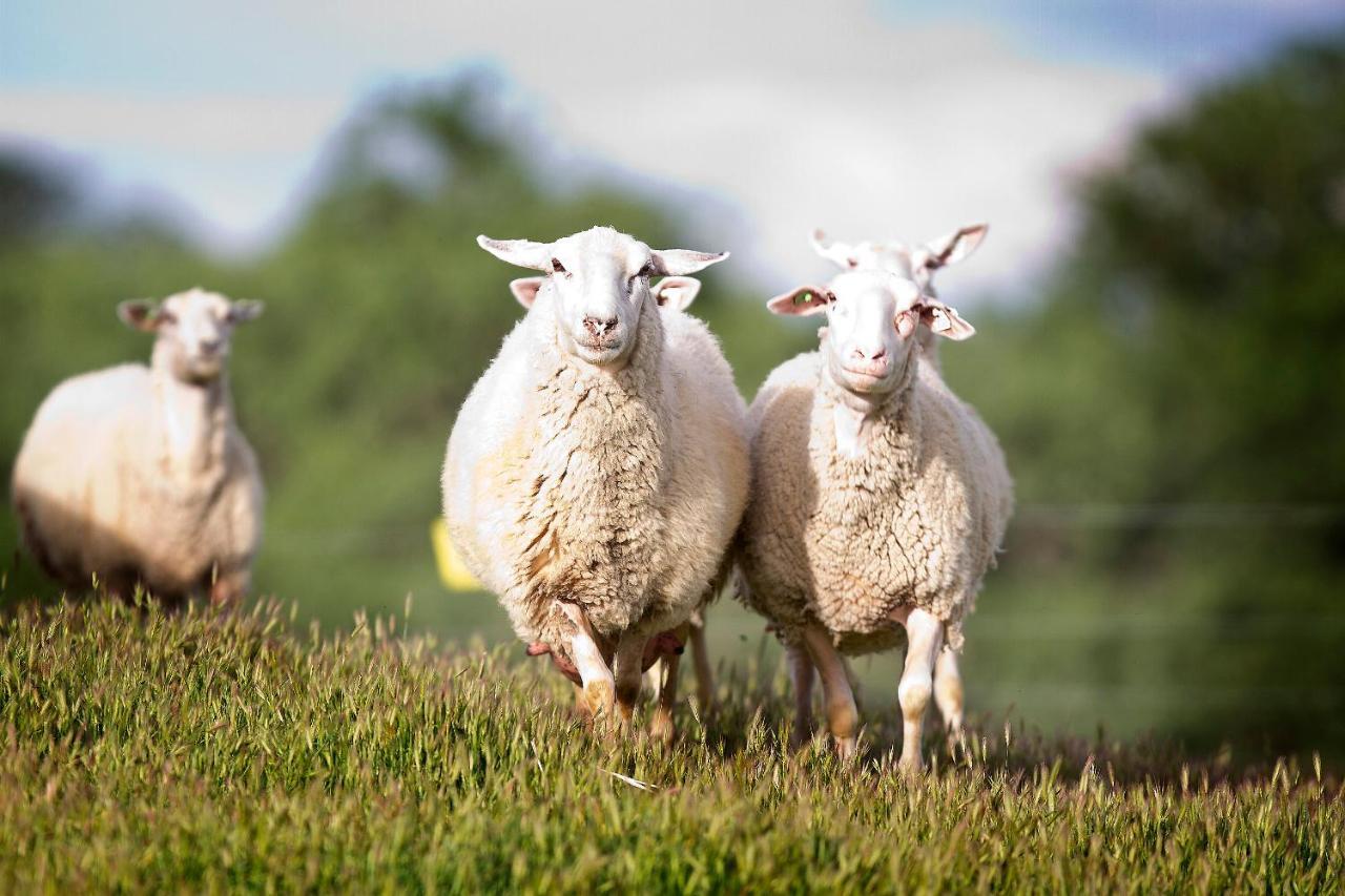 فندق Reves De Moutons باسو روبليس، سان لويس أوبيسبو، كاليفورنيا المظهر الخارجي الصورة