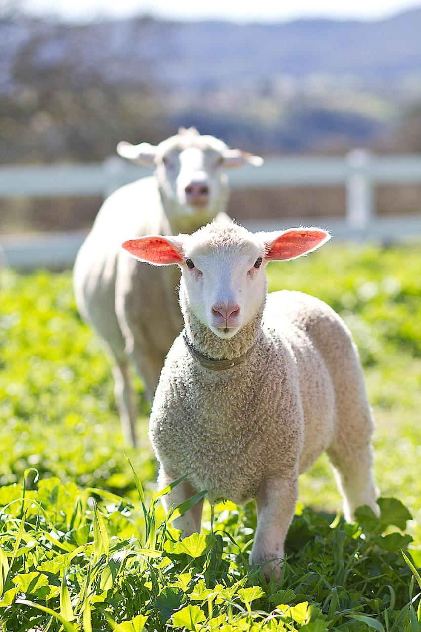 فندق Reves De Moutons باسو روبليس، سان لويس أوبيسبو، كاليفورنيا المظهر الخارجي الصورة