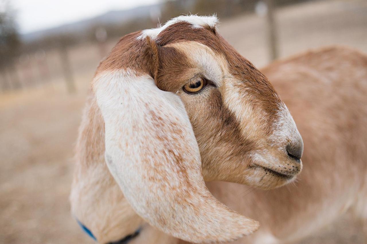 فندق Reves De Moutons باسو روبليس، سان لويس أوبيسبو، كاليفورنيا المظهر الخارجي الصورة